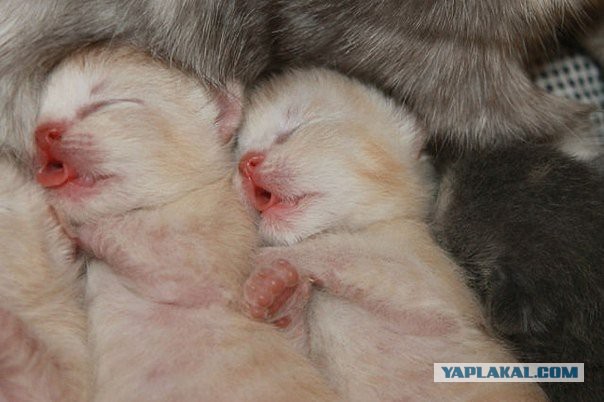 Котовторник