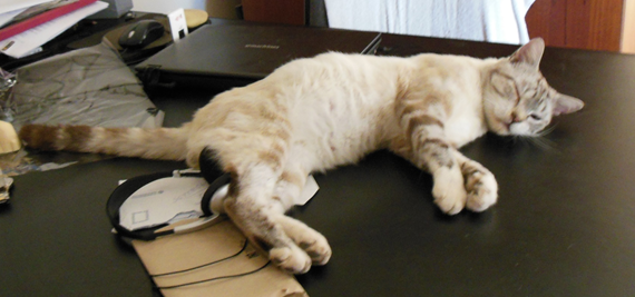 Котовторник 24.03.2015