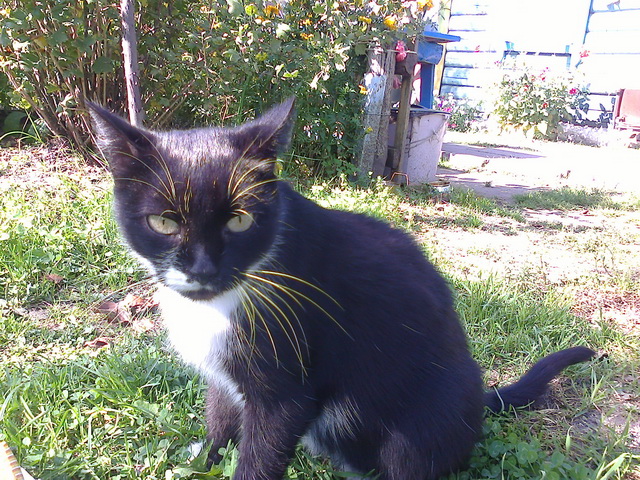 Котовторник 31.03.2015