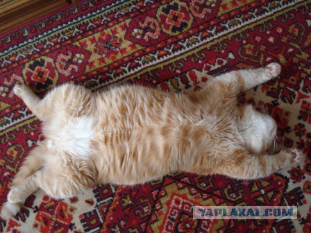 Котейка, который не знает как лежат котейки