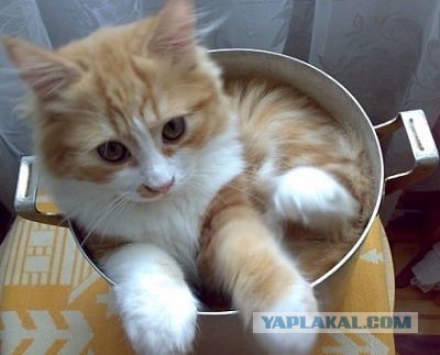 Что бы мы делали без котов-помощников?