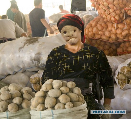 Так выглядит окученная картошка