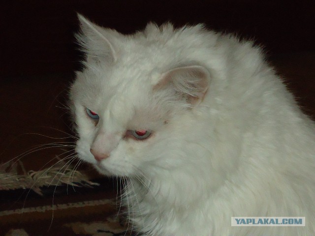 Котовторник 16.06.2015., Котовторник наступил!
