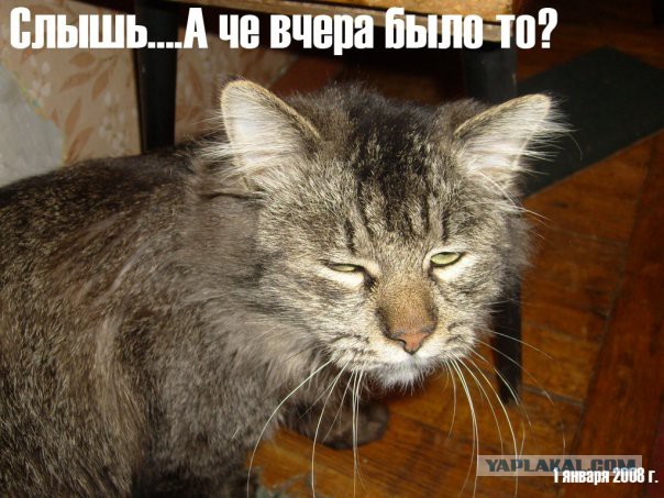 Известные котомемы.