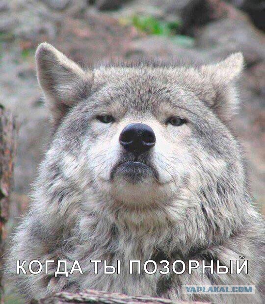 Придет серенький волчок