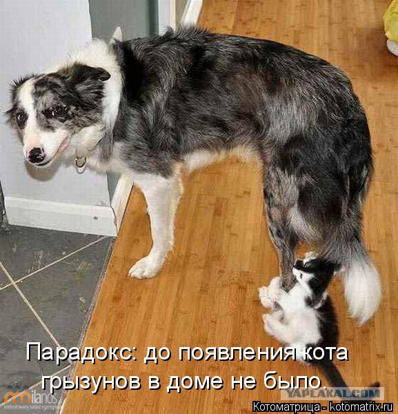 Собаки против котов