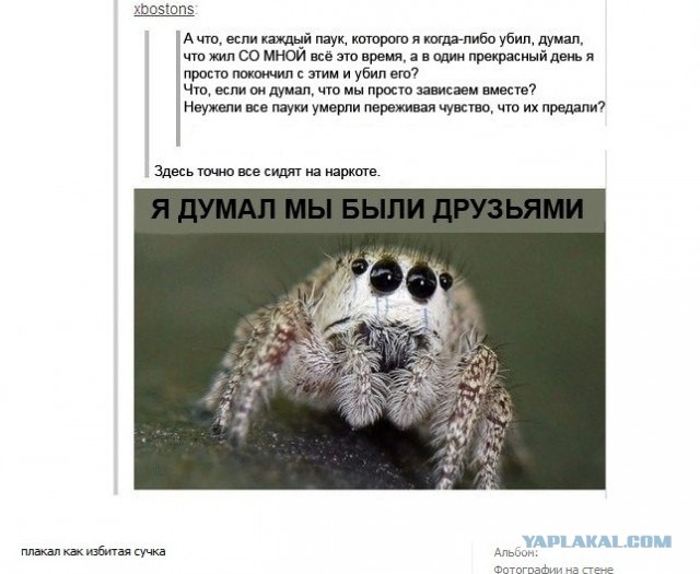 Неожиданность с пауком