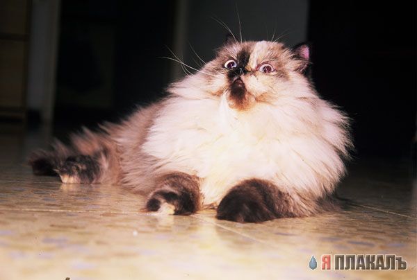 Коты, кошки, котята