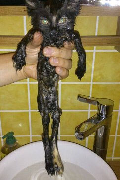 15 фоток животных во время помывки.