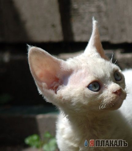 Коты, кошки, котята
