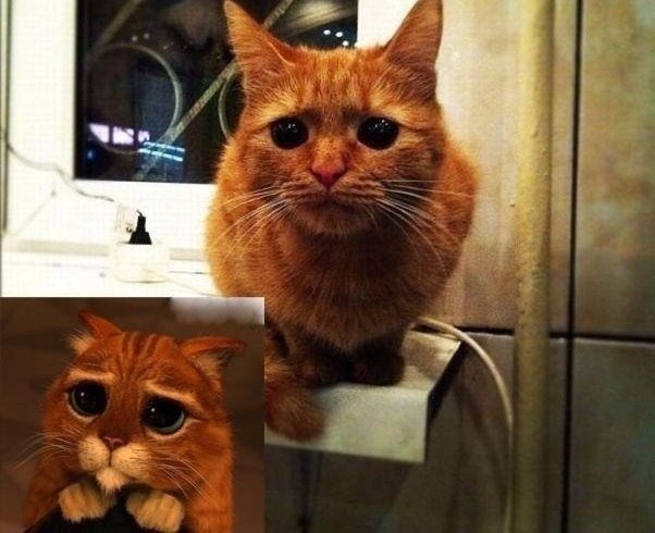 Картинки