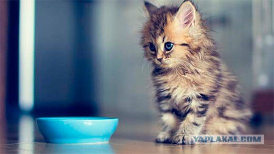 И лысого тоже с собой берём