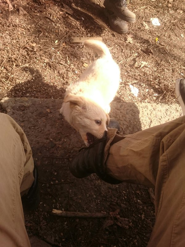 Белый Бим, рыжие ухи