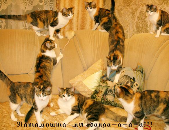 Народный котомет на фторинег