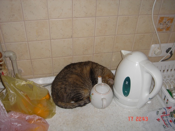 Первый ноябрьский котовторник!