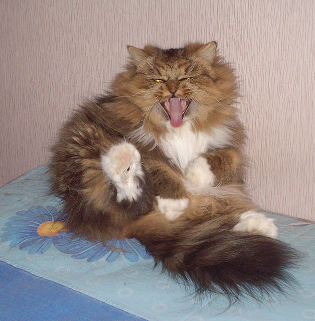 В кота вселился демон.