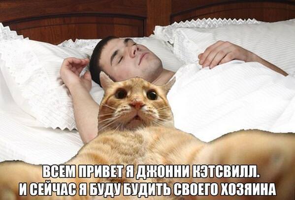 10 брутальных уличных котов