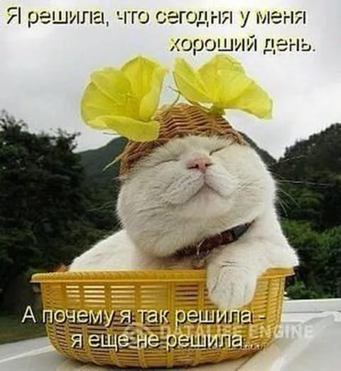 20 открыток с истинными мыслями котов