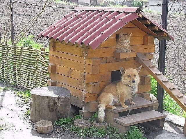 Коты и Кошки