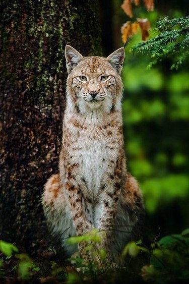 Самые смешные животные