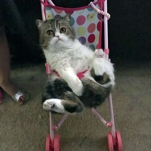 Коты и Кошки