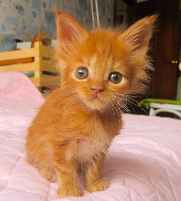Кошачий ангел