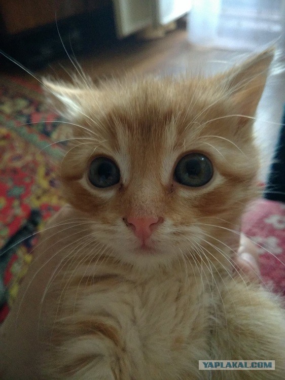 Котовторник ждали? А вот и он!