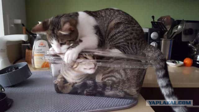 Котовторник 05.06.2018