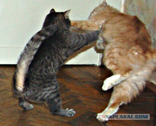 Ура, котовторник! (01.07.2008)
