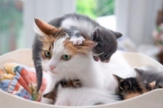 Немного милоты