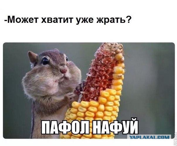 Хомячок вырвался на свободу и... разгромил автомобиль хозяйки