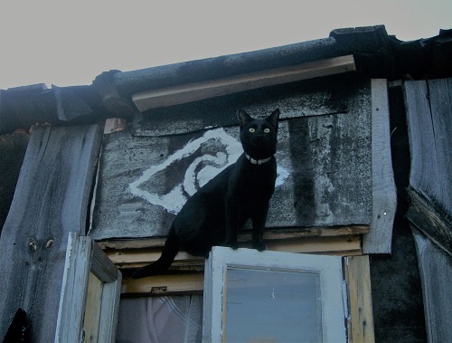 Для чего созданы коты