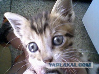 Котовторник 13.12.11 - магическе числа