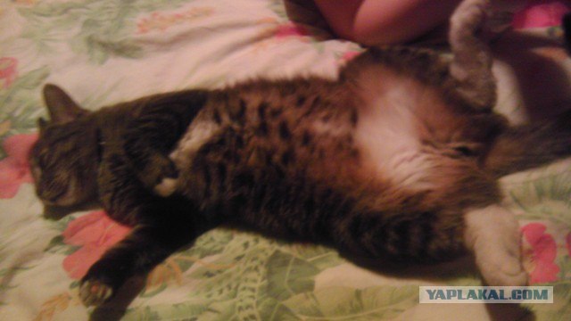 Котовторник 20.03.2012