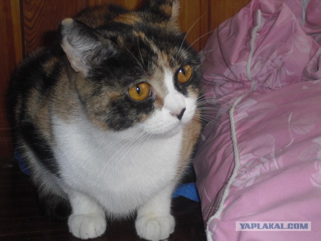 Котовторник 11.09.2012