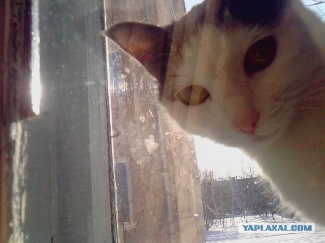 Котовторник 12.02.13