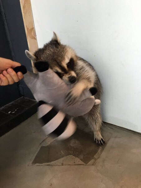 Живность из сети