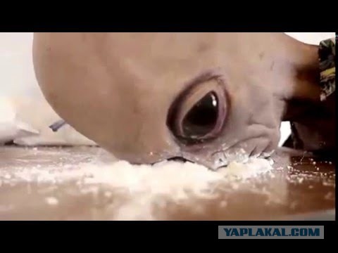 Британский и русский ученые, нашедшие рай, теперь оба мертвы