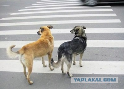 Коротко, как надо переходить дорогу