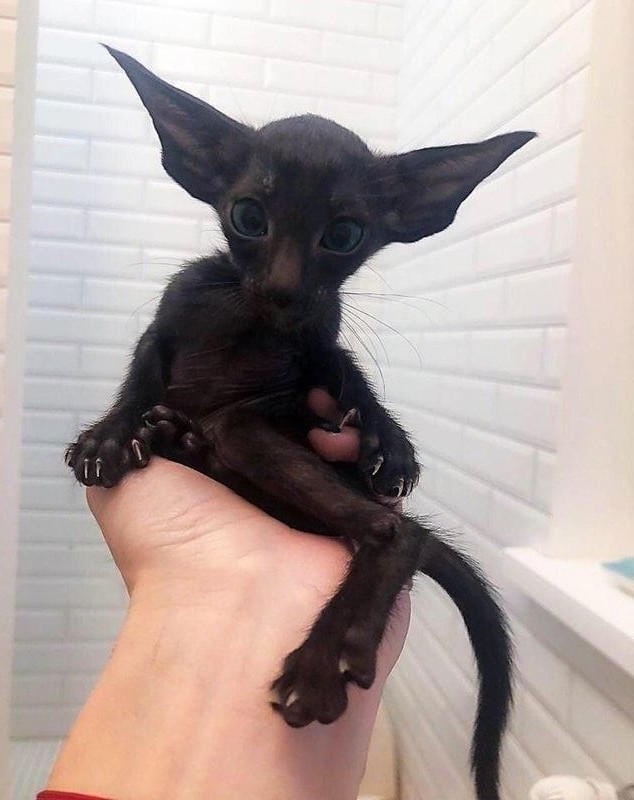 Paзнoвиднocти тьмы