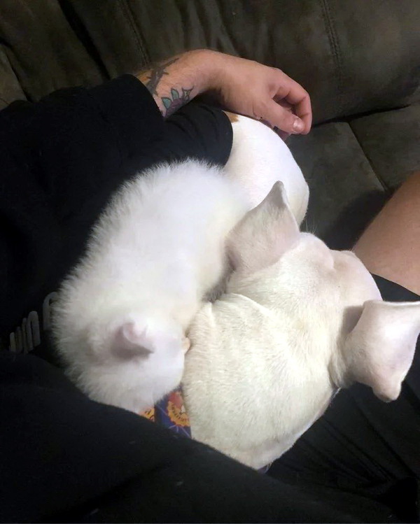 Уже не котовторник, но еще и не собакочетверг
