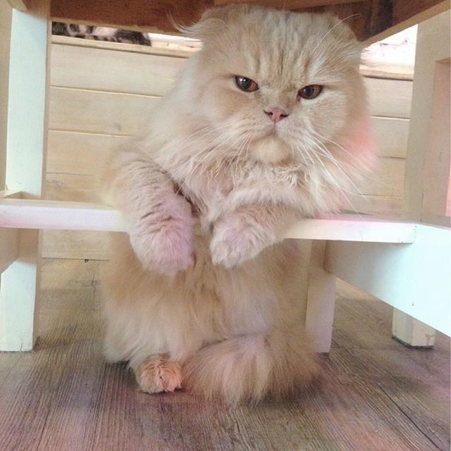 Забавные картинки с котами из сети