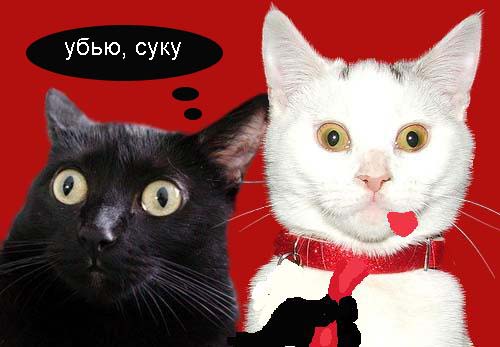 Киса хочет жабы