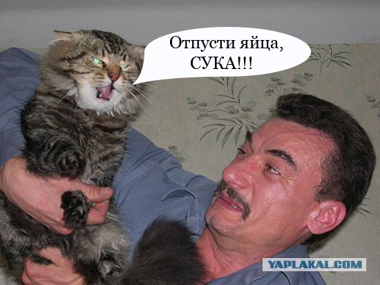 Злой кот