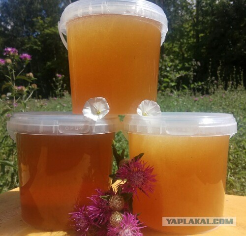 [Самара] - Мёд со своей пасеки, продам, привезу