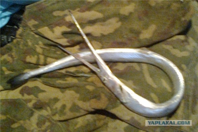 Морская Рыбалка и не только