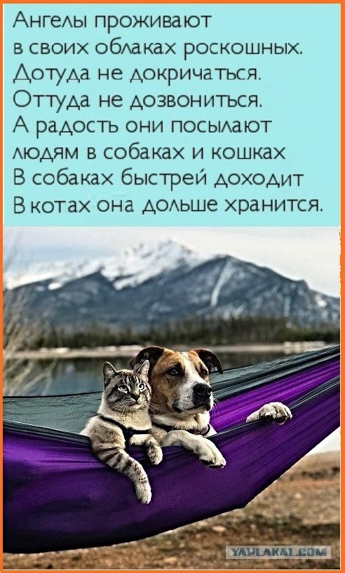 «Чудовище»