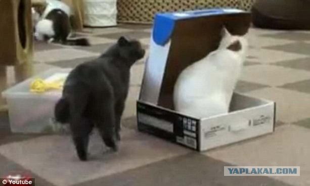 Котоловушка