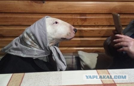ЯПовские сцобакены