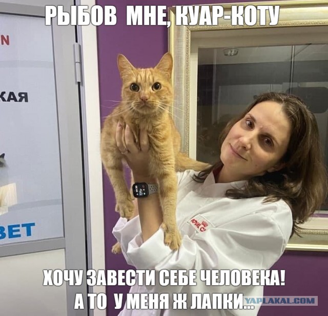 В Петербурге ищут хозяев пандемическому Куар-коту